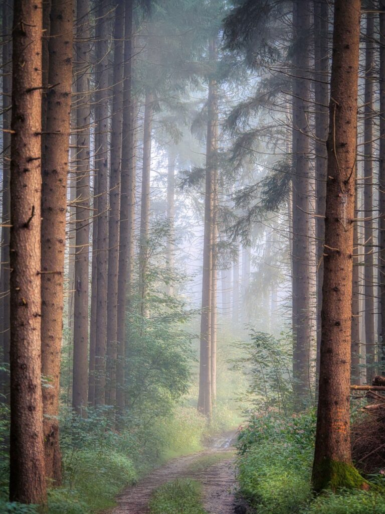 forest, path, fog, nature, trees, trail, landscape, woods, trunks, fall, autumn, forest, forest, forest, nature, nature, nature, nature, nature, landscape, fall, autumn