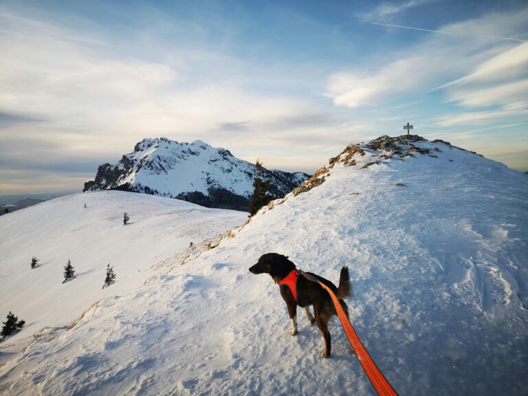traveling with dog